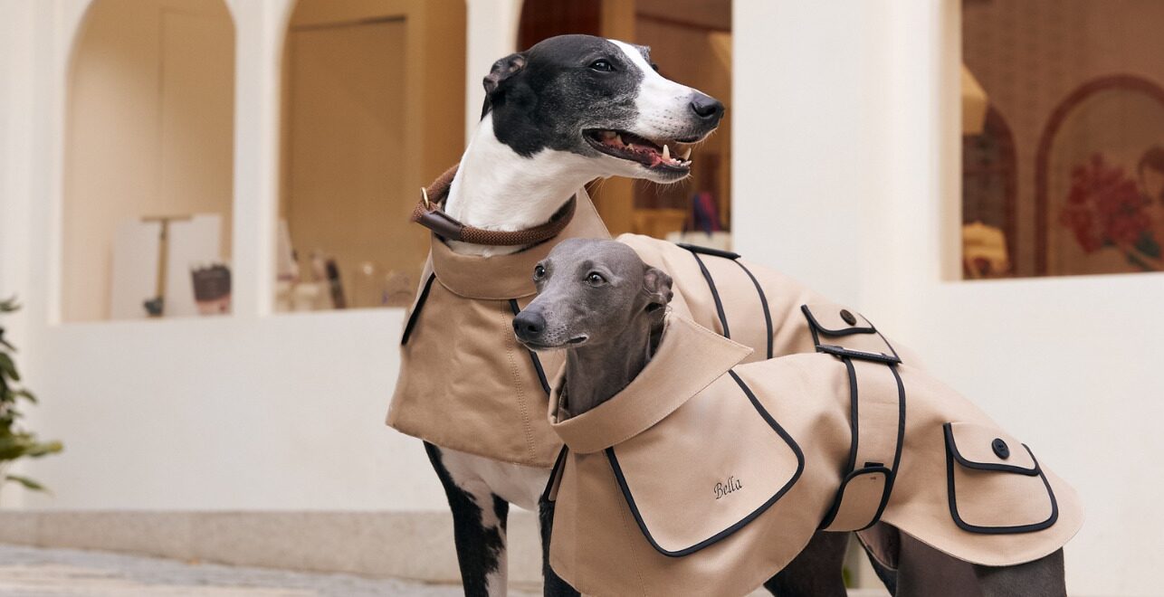 image for Chic styles for your pet